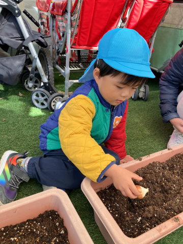 チューリップの球根植え♪