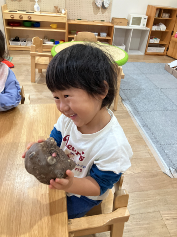 こんにゃくいもってなあに?